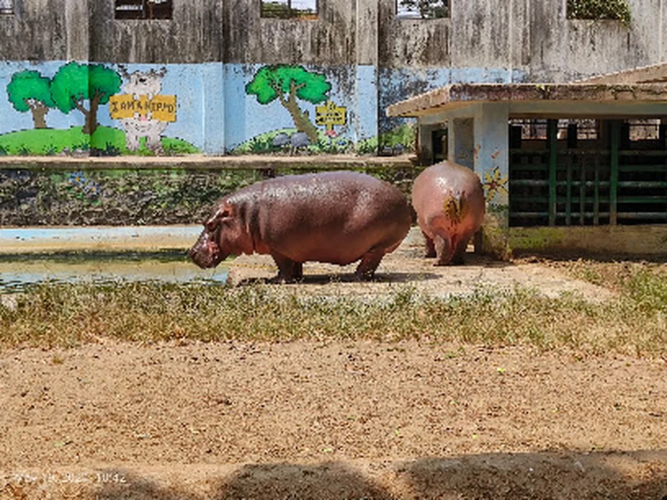 10 Hippopotamus Enclosure (Byculla Zoo)