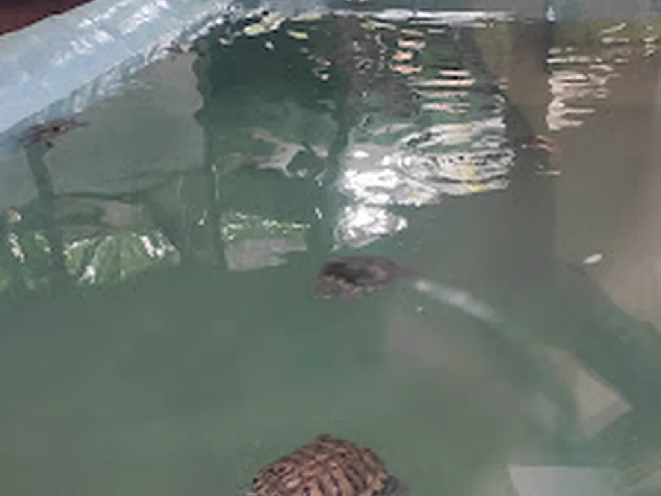 18 Turtle and Tortoise Enclosure (Byculla zoo)
