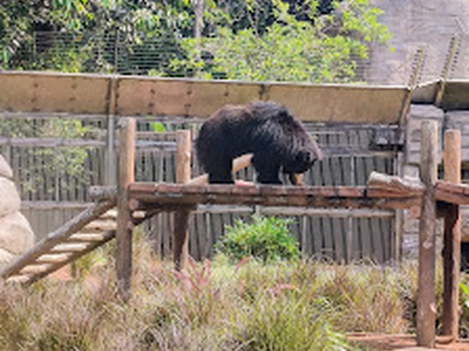 4 Sloth Bear Enclosure (Byculla Zoo)