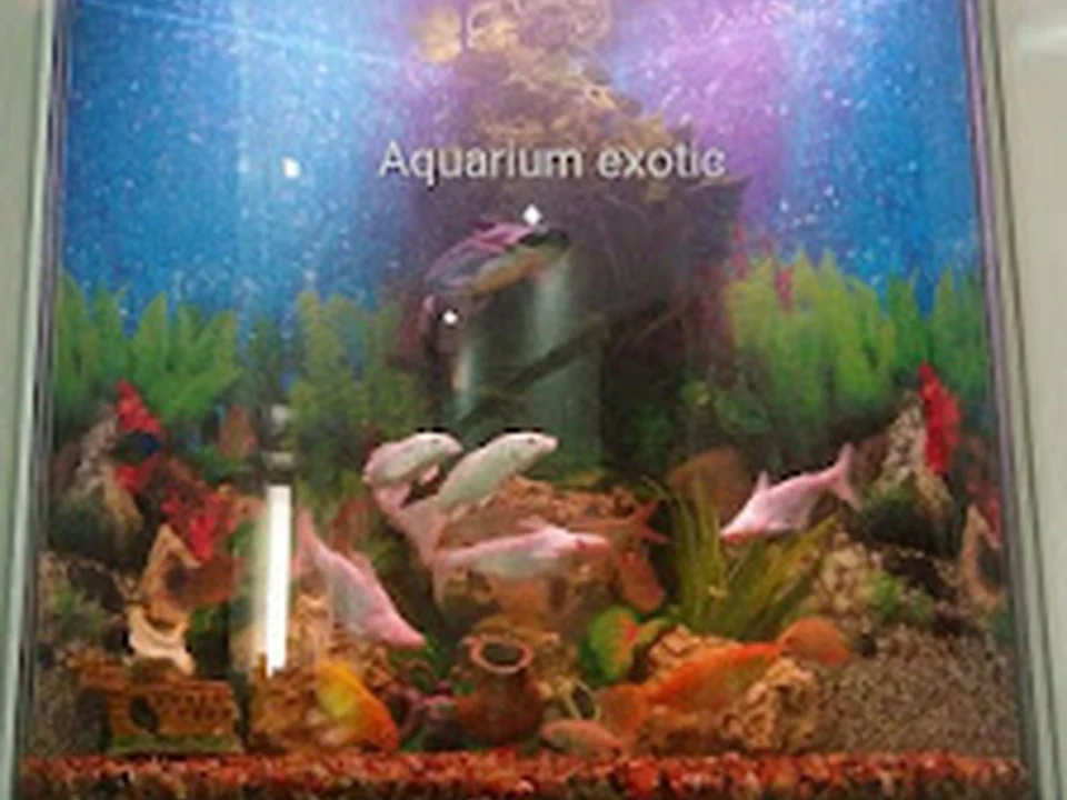 Aquarium Exotic