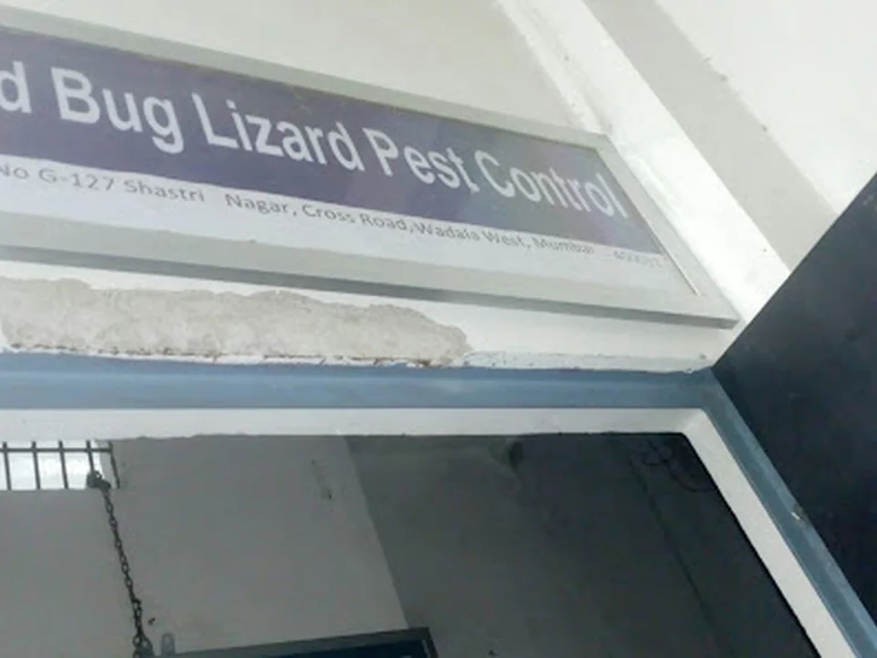 Bed Bug Lizard Pest Control