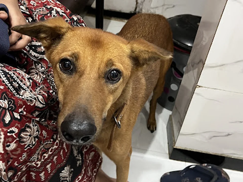 Blossom Pet Clinic