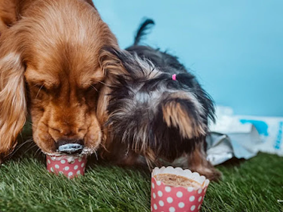 Bombay Barkers Dog Bakery