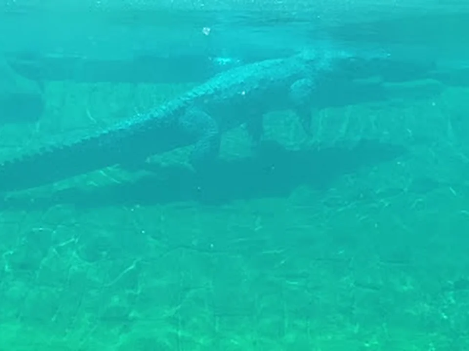 Crocodile Lake