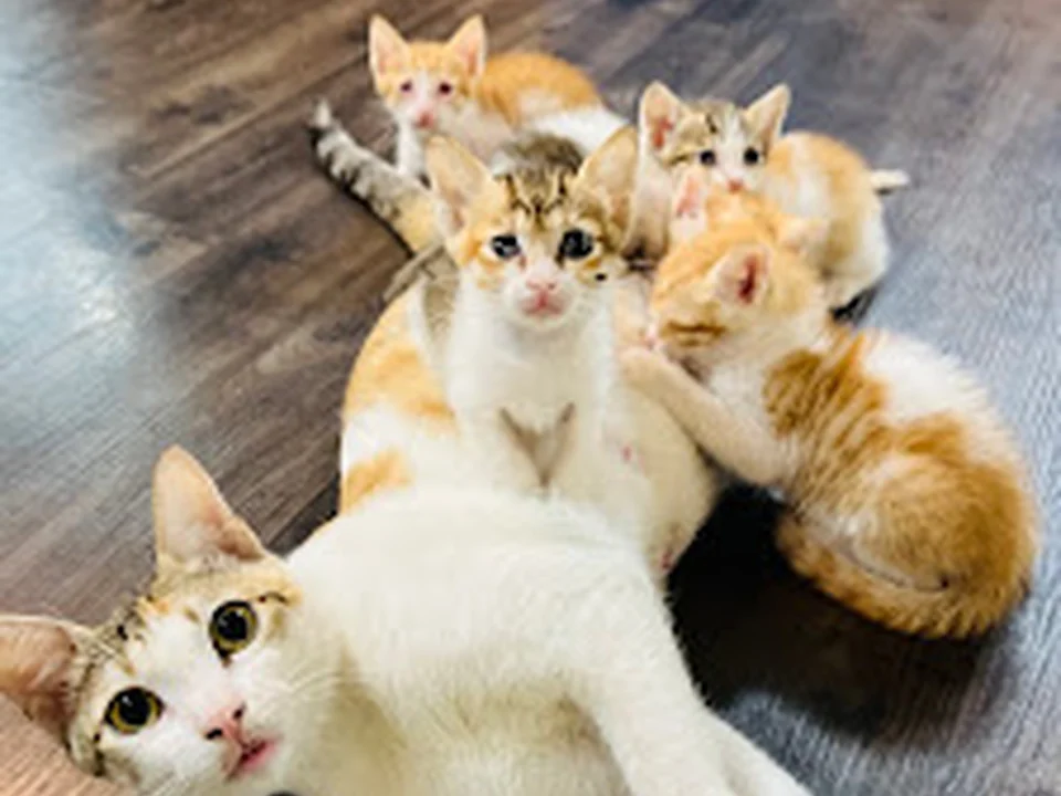 Dr. Mansi Mehta .. visiting veterinarian