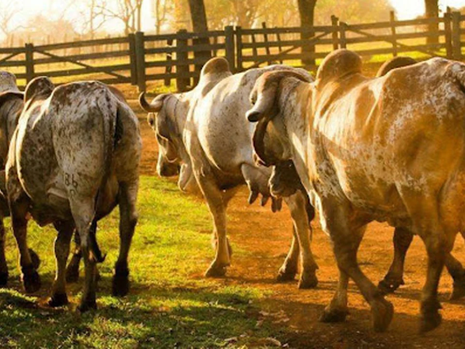Kesariya Farm