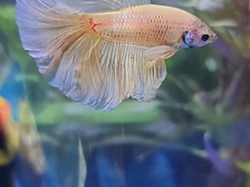 Liberty Aquarium
