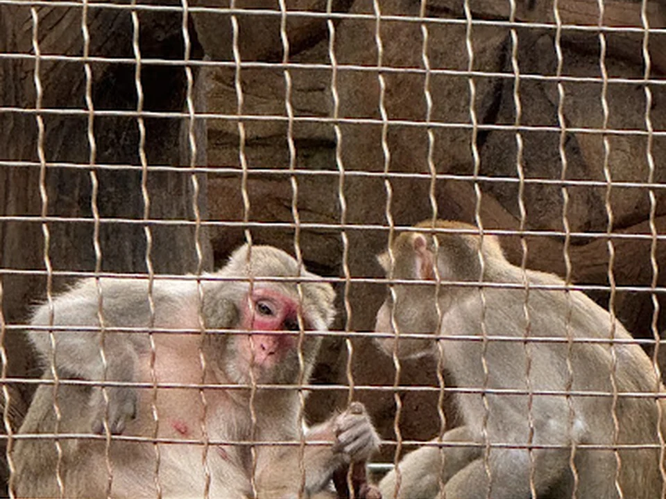 Monkeys Cages