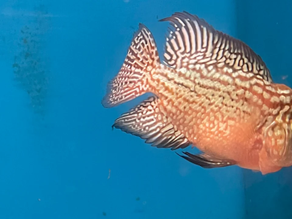 Foto de PRAMOD’S FLOWERHORN WORLD