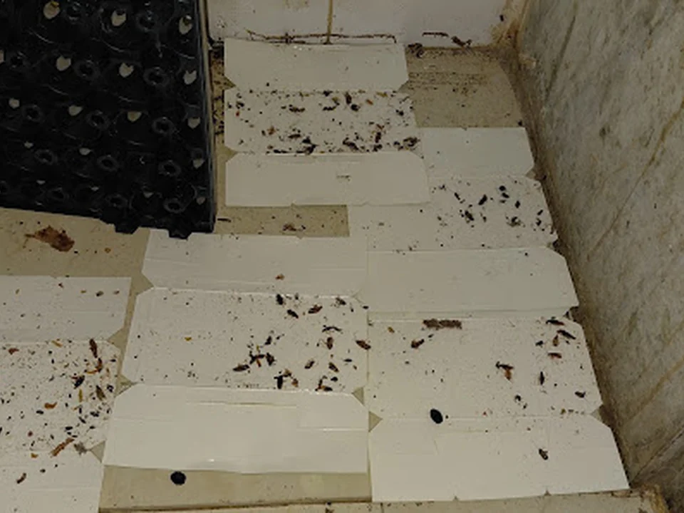 PSI Pest Solution