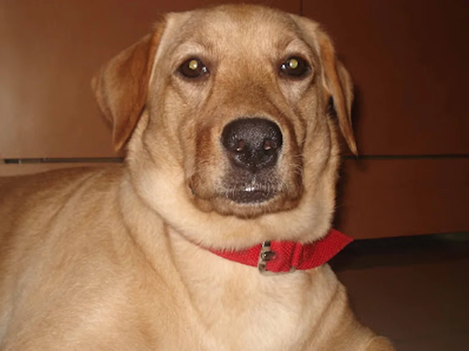 Sagar Pets