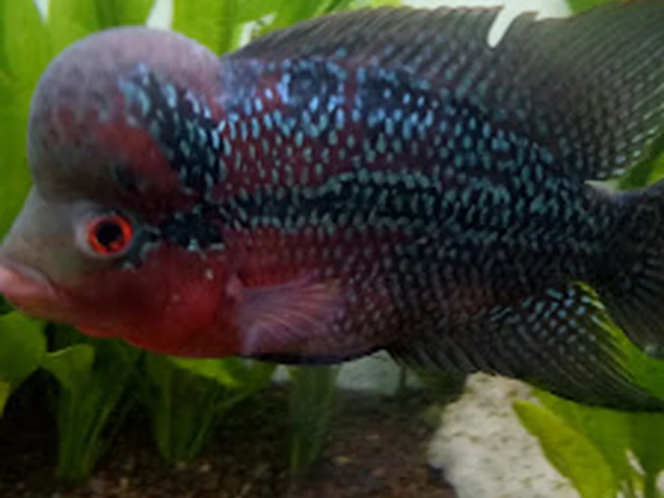 Sai Fish Aquarium