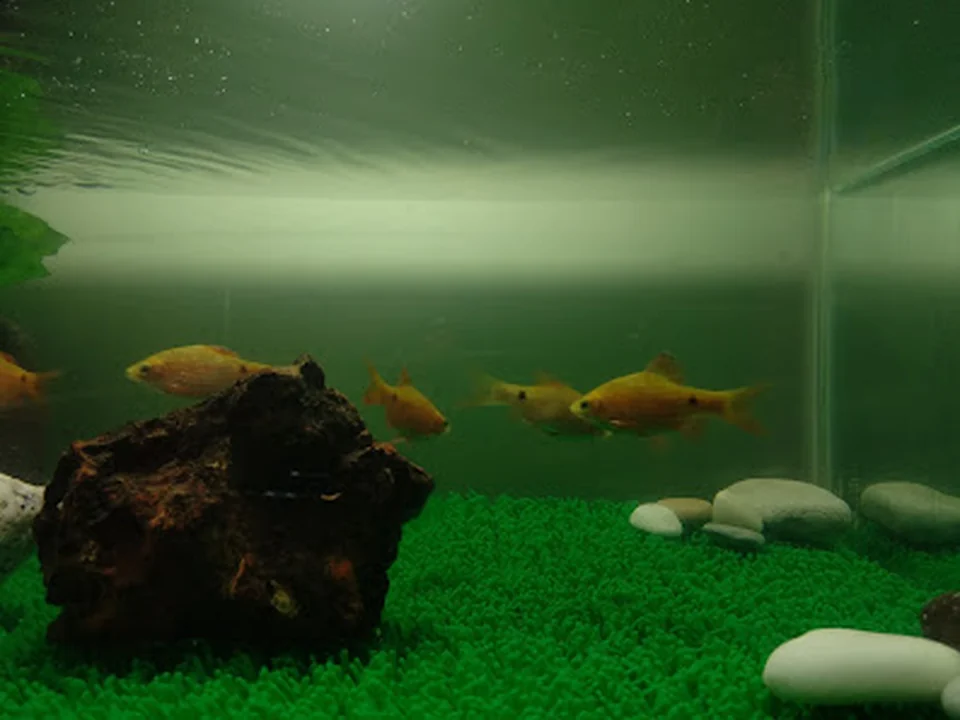 Shark Point Aquarium
