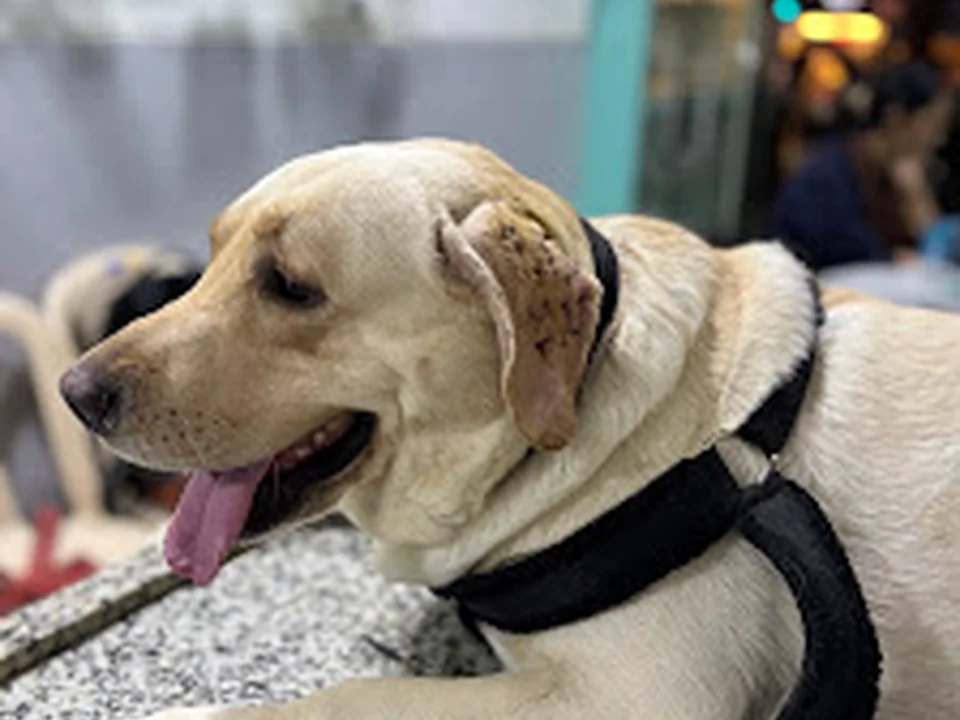 Star Pet Clinic & Surgical Center