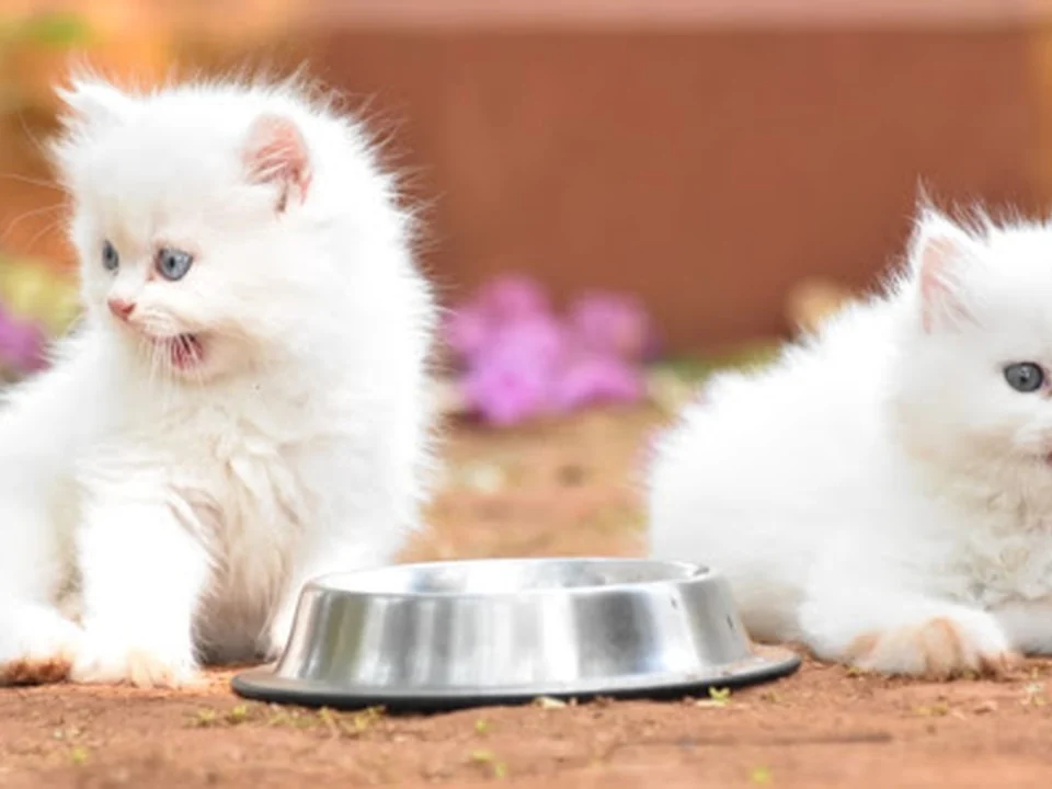 Universal Dogs Kennel Mumbai