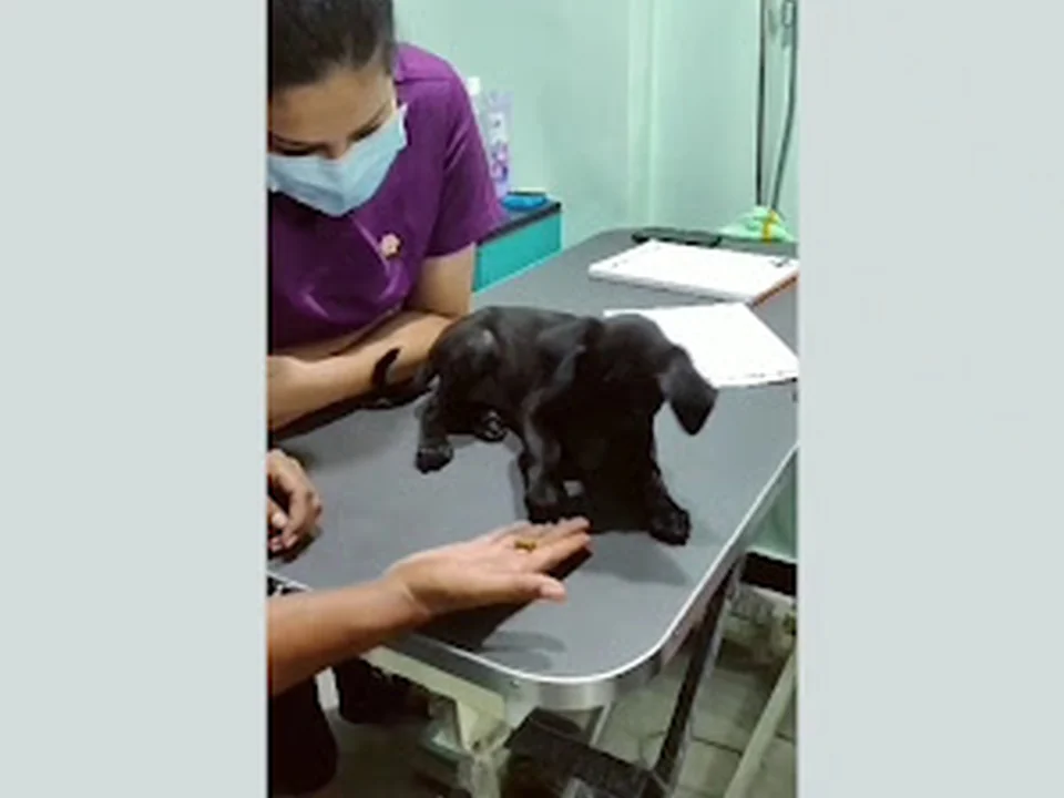PETRIX - Dr Gautami's Small Animal Clinic, Mumbai