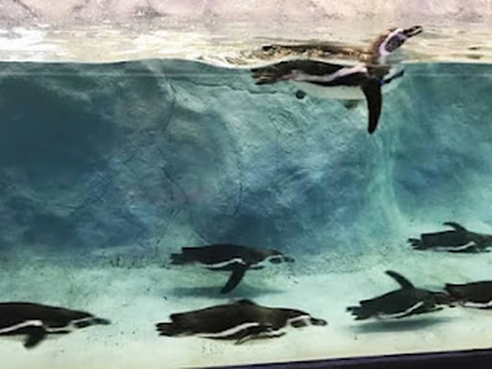 Humboldt Penguins (Byculla Zoo), Mumbai
