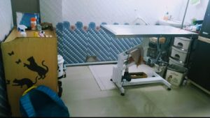 Petbliss Veterinary clinic