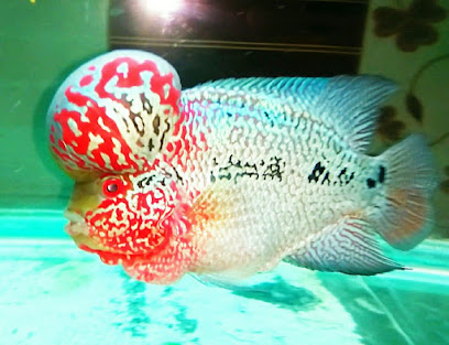SP Aquarium