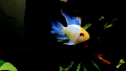 Deepa Aquarium Online Store
