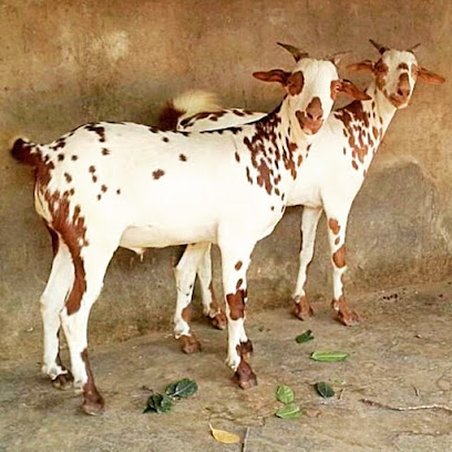 King mutton shop