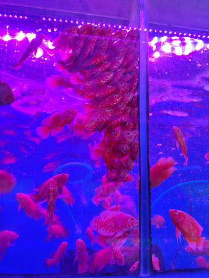 Kurla Aquariums